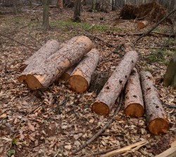 За масова сеч в Зелин, сигнализира гражданин 