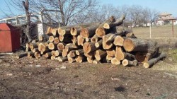 Проверяващи откриха 15 кубически метра незаконна орехова дървесина в склад на фирма от Ботевград