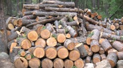 Съставен е акт на обект за дървесина в Скравена 