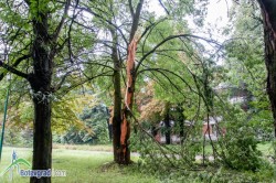 Дърво в градския парк е поразено, вероятно от мълния