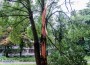 Дърво в градския парк е поразено, вероятно от мълния