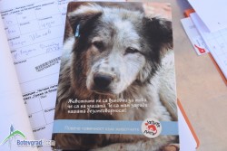 Над 40 кучета и котки са кастрирани в мобилната клиника на „Четири лапи” в Ботевград 
