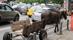 Роми: Ако ни конфискуват конете, ще стане страшно