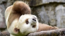 Единствената кафява панда в света станала интернет звезда