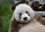 Единствената кафява панда в света станала интернет звезда