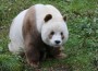 Единствената кафява панда в света станала интернет звезда