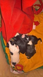 Шест новородени кучета са били изхвърлени на улицата 