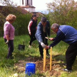 Фиданка от дъба лъжник беше засадена в двора на манастира в Скравена 