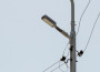 Поетапно подменят лампите в Ботевград с LED осветление 