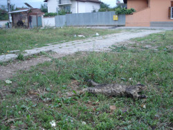 Тровят бездомни животни и птици в жк „Саранск“?!