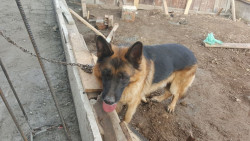 Намерена е немска овчарка в  района на Булгаргаз