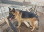 Намерена е немска овчарка в  района на Булгаргаз