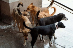 Предстояща беседа на тема „Ролята на кастрираните безстопанствени кучета за овладяване на уличната популация”
