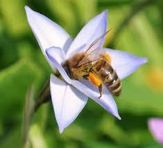 Пчелата – божественото творение на природата