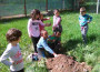 Деца от ДГ „Детелина” във Врачеш засадиха четири дръвчета в двора на детското заведение