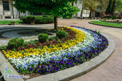 14 000 растения в цветните композиции, красящи централната част на Ботевград