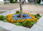 14 000 растения в цветните композиции, красящи централната част на Ботевград