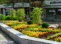 14 000 растения в цветните композиции, красящи централната част на Ботевград