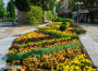 14 000 растения в цветните композиции, красящи централната част на Ботевград
