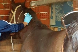 Продължава чипирането на коне в Ботевград