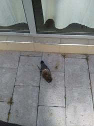 Умрели гълъби в района на зеленчуковия пазар