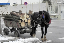 Заловиха каруца, превозваща дърва без контролна горска марка