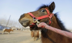 Жител на Литаково е задържан във връзка с кражба на коне