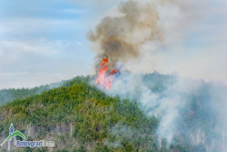 Пожар обхвана гората в района на „Темуша“