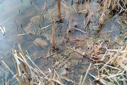 Travelbulgarianews.bg: Чужди туристи идват у нас заради жабите на Мухалница