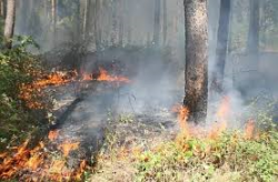С настъпването на пролетта настъпва и пожароопасния сезон в горите   