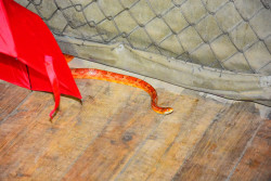 Змията, която се крие в читалището, е царевичен смок, характерна е за  Северна Америка