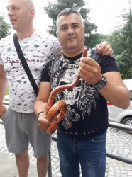 Барабанистът Иван Иванов хвана змията в читалището