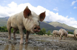 Общинската епизоотична комисия заседава по повод разпространението на африканската чума по свинете