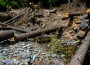 Сечта на дървета в коритото на река Рударка е разрешено