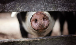 Откриха Африканска чума по свинете в проба от Трудовец