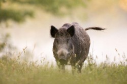 От 5 октомври стартира ловът на дива свиня