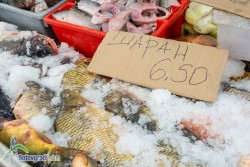 Цената на килограм никулденски шаран в Ботевград варира между 5,50 и 7 лева