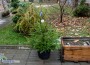 Живи елхи на цена 30 и 36 лева продават в Горското