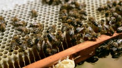 Започна приемът по новата пчеларска програма