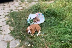 Зачестиха случаите на захвърлени новородени кученца в Ботевград