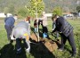 Община Етрополе и Група ГЕОТЕХМИН  засадиха 100 дървета