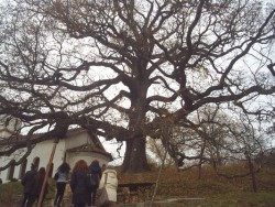 Вековният дъб в Скравена се нуждае от спешни спасителни мерки