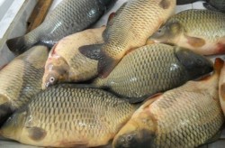 БАБХ започва проверки на обектите, предлагащи риба за Никулден