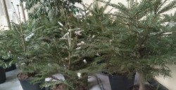 Държавно Горско Стопанство Етрополе предлага живи коледни елхи