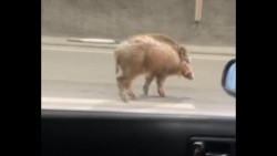 Диво прасе се разходи в тунел „Витиня“