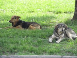 В ЕТРОПОЛЕ СЕ ПРОВЕДЕ АКЦИЯ ЗА КАСТРИРАНЕ И ОБЕЗПАРАЗИТЯВАНЕ НА БЕЗДОМНИ КУЧЕТА