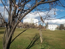  Какво става с мартениците, които връзваме на дърветата