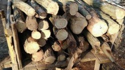 Иззеха две каруци с незаконна дървесина в Литаково