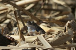 Отбелязваме Деня на жабешкото блато на 22-ри март 