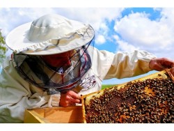 Пчеларите могат да реализират проектите си по НПП чрез кредит